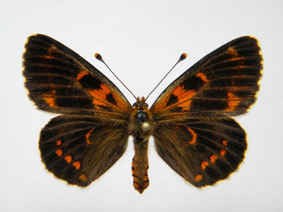Melitaea trivia abb 4 (Internet Image property of respective owner, non-commercial use only)